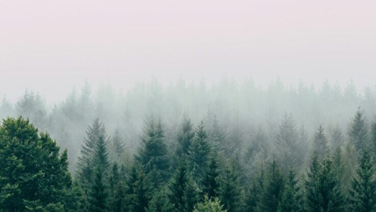 Pines and Fog