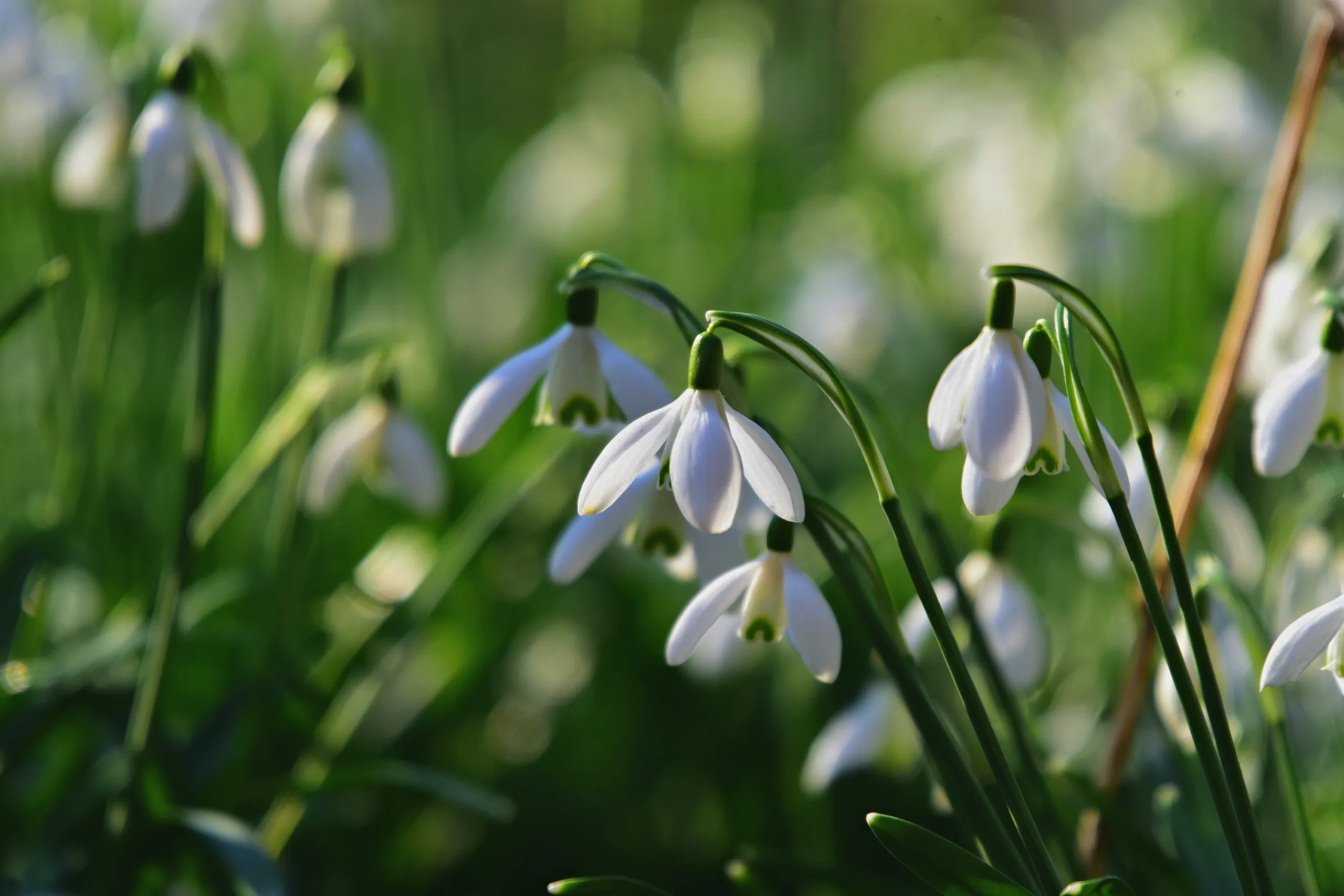 Snowdrop Flowers