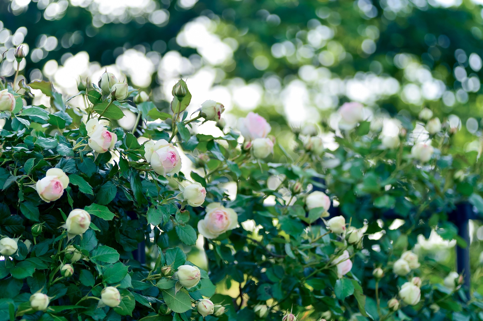 Roses